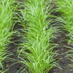 Lush and vibrant urban vegetable gardens showcasing the beauty of sustainable urban agriculture