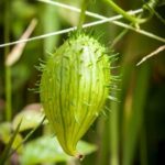 Top-rated vegetable gardening blogs in Melbourne with expert tips and advice