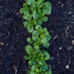 Benefits of using black mulch for vegetable gardens - enhanced moisture retention and weed suppression