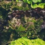 Optimal use of Can Mulch in Vegetable Gardens enhances crop growth and conserves moisture