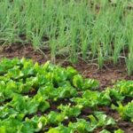 Image showcasing the essential steps for beginning organic vegetable gardening at home