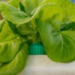 Squirrel perched on a vegetable garden fence, eyeing the lush green plants