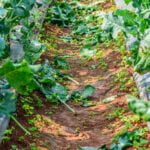 The best mulch for vegetable gardens: factors to consider, types of mulch, and benefits