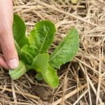 Download the 'Vegetable Gardeners Bible' PDF - The ultimate guide for vegetable garden enthusiasts