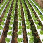 Composted manure for vegetable gardens: benefits, precautions, and how to ensure safety