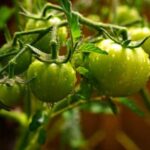 Organic fertilizers for vegetable gardens, promoting healthy growth and high yields