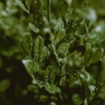 Image of a flourishing home vegetable garden showcasing various organic vegetables