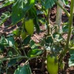 Answer: Yes, pressure treated wood can be safely used in vegetable gardens if lined with a food-grade barrier