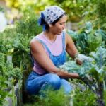 Image of a flourishing rooftop vegetable garden showcasing various crops, perfect for rooftop vegetable gardening enthusiasts