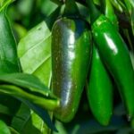 Marigolds are beneficial in vegetable gardens, but how exactly do marigolds help?