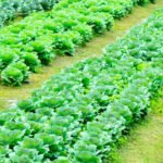 Bountiful North Carolina vegetable gardens flourishing in the backyard, displaying a variety of fresh and vibrant produce