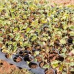 Vegetable gardens thrive best with full sun exposure - Tips for successful vegetable gardening