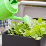 Benefits of using wood ash as a natural fertilizer for vegetable gardens!