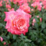 Nutrient-rich steer manure enhances vegetable gardens, promoting healthy growth and abundant yields