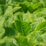 Effective methods for weed control in your home vegetable garden for optimal plant growth