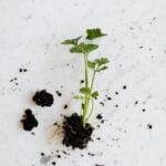 Image of rotating plants in vegetable gardens showing diverse crop varieties for optimal growth