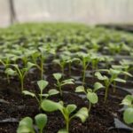 Triazicide's Safety for Vegetable Gardens: Everything You Need to Know