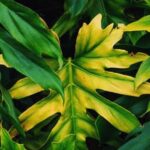 Lush green vegetable garden thriving in a hydroponic system of water cultivation