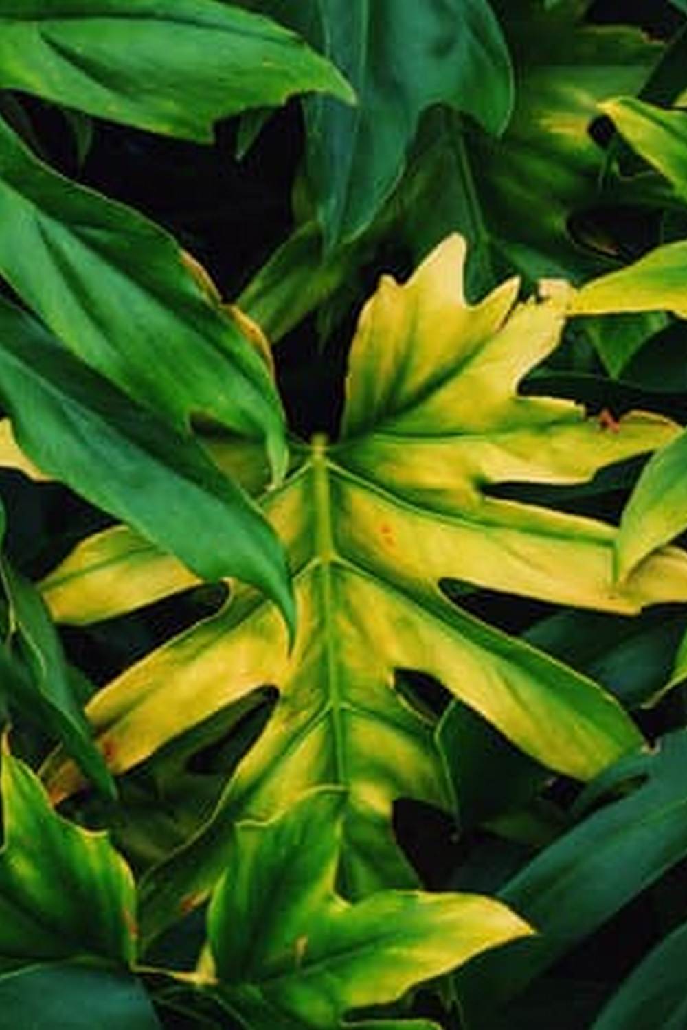 Lush green vegetable garden thriving in a hydroponic system of water cultivation