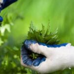 Scotts Earthgro Mulch: Safe and Reliable Option for Vegetable Gardens