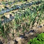 Benefits of using leaf mulch for vegetable gardens: an effective organic soil conditioner