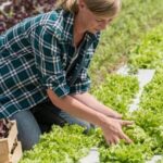 Comprehensive companion planting guide for vegetable gardens, enhancing growth and biodiversity