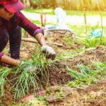 A guidebook cover of 'Container Gardening for Vegetables' featuring The Old Farmer's Almanac logo