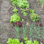 Benefits and risks of using manure in vegetable gardens: Ensuring safety and maintaining healthy soil