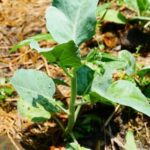 Epsom salt can be beneficial for vegetable gardens by promoting healthy growth and preventing nutrient deficiencies