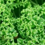 Top-rated insecticide specifically formulated for vegetable gardens to effectively eliminate pests