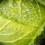 Bonide Repels All: Safe, Effective Solution for Vegetable Gardens