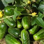 Home Vegetable Gardening Site Edu Explore educational resources on a home vegetable gardening site for an immersive learning experience