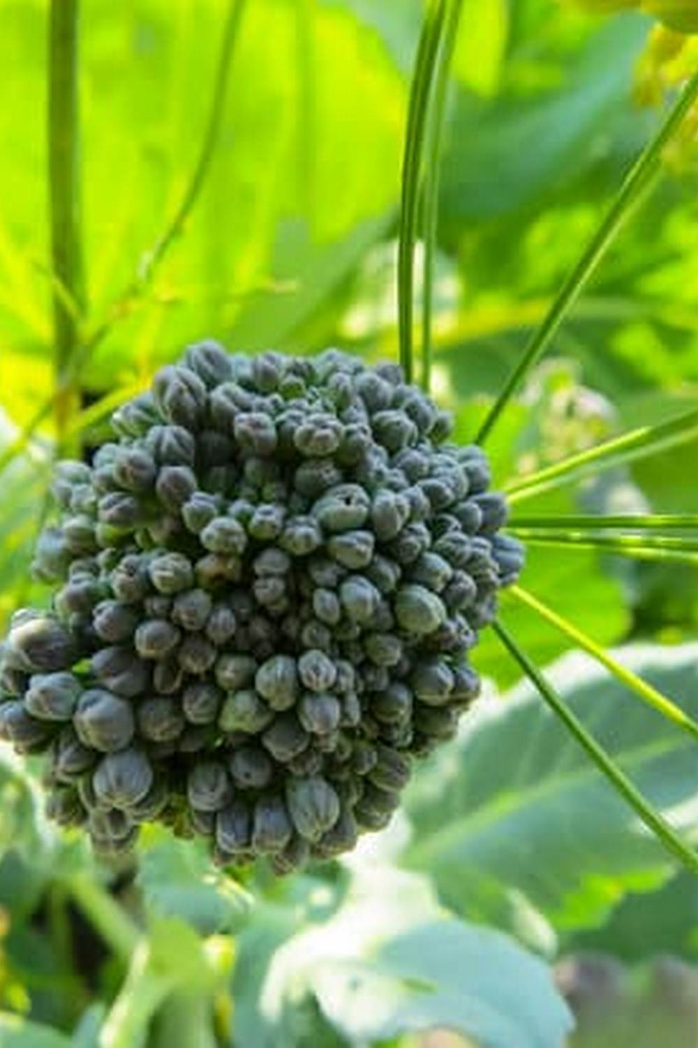 Bountiful vegetable garden in Zimbabwe showcasing diverse crops and sustainable techniques