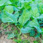 Thriving container gardening vegetables in Colorado Springs, perfect for small spaces and limited gardening areas