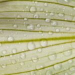 Exploring the Safety of Cedar in Vegetable Gardens: Key Considerations and Expert Recommendations