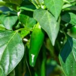 Ashes as Fertilizer: Boost Vegetable Garden Growth with Nutrient-Rich Ashes