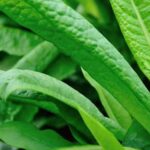 Step-by-step guide on how to prepare your soil for vegetable gardening: essential tips for success