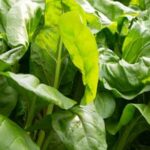 Neem oil safely used in vegetable gardens as an organic pest control measure