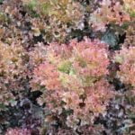 Cover of Beginners Vegetable Gardening Book with step-by-step instructions and tips for new gardeners