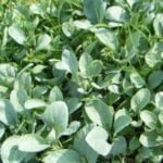 Ensuring Safety: Cow Manure's Suitability for Vegetable Gardens