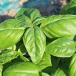 Expert gardening tips and tricks to grow a bountiful harvest of vegetables