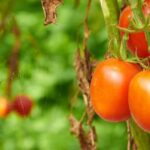 Reference chart showing ideal pH, PPM, and EC levels for hydroponic gardeners focusing on vegetables