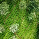 Download the comprehensive PDF guide for vegetable gardeners embracing permaculture principles