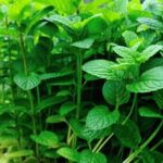 Is AMDRO safe for vegetable gardens? Know if it's suitable for garden use