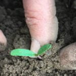 Vibrant and Nutrient-Rich Shade-loving Vegetable Garden: The Complete Guide