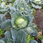 Breathtaking FLOWER AND VEGETABLE GARDENS: Nature's vibrant beauty intertwined with flourishing blooms and nutritious produce