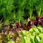 Simple steps for beginners to start an easy vegetables gardening journey