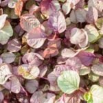 Expert advice on gardening tips for potted vegetable plants to ensure a thriving garden