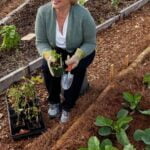 Is Sluggo Safe for Vegetable Gardens Sluggo garden slug control: Is it safe to use in vegetable gardens?