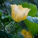 Image of a person using organic pest control methods on a vegetable garden
